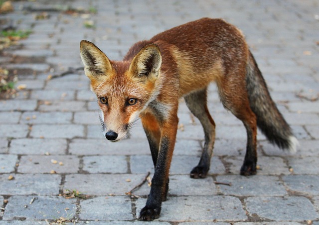 Kupiłem najtańszy smartfon 2026 roku. Czy to był błąd?